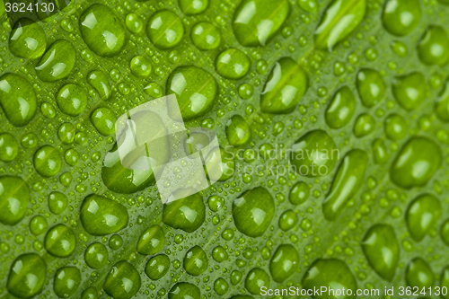 Image of water drops on green plant leaf 