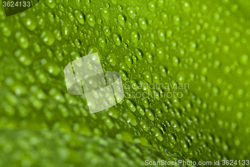 Image of water drops on green plant leaf 