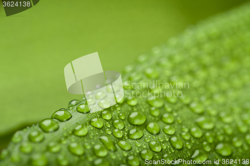 Image of water drops on green plant leaf 