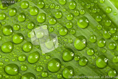 Image of water drops on green plant leaf 