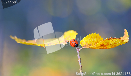 Image of Ladybug on leaf in autumn time