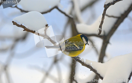 Image of Great tit on a snowy branch