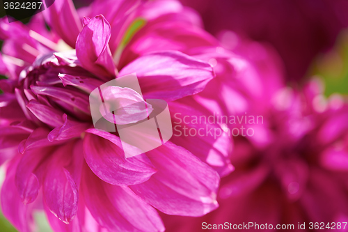 Image of dhalia purple flower