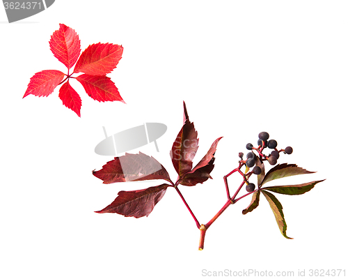 Image of autumn grape leaves and bunch with berries