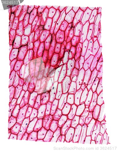 Image of Onion epidermus micrograph