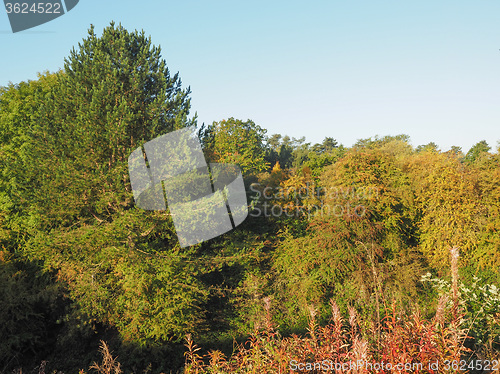 Image of Tree top