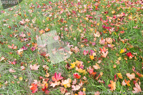 Image of close up of fallen maple leaves on grass