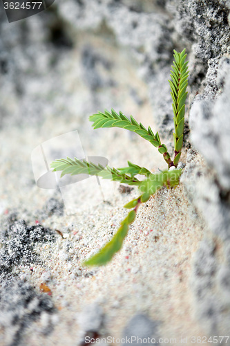 Image of Tropical Green Bermuda Plant