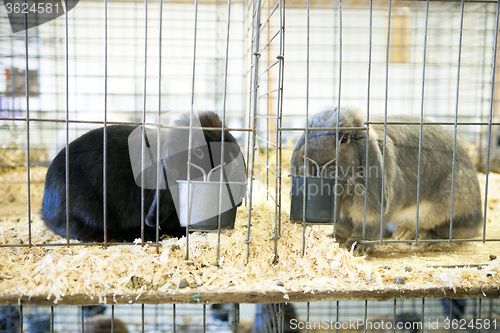 Image of Gray French Lop Rabbit