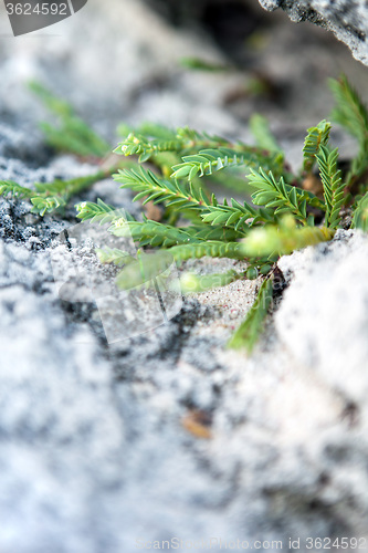 Image of Tropical Green Bermuda Plant