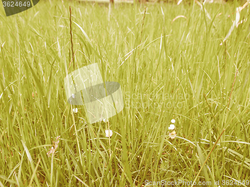 Image of Retro looking Grass meadow