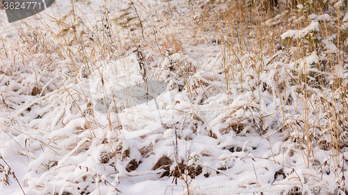 Image of Winter scene