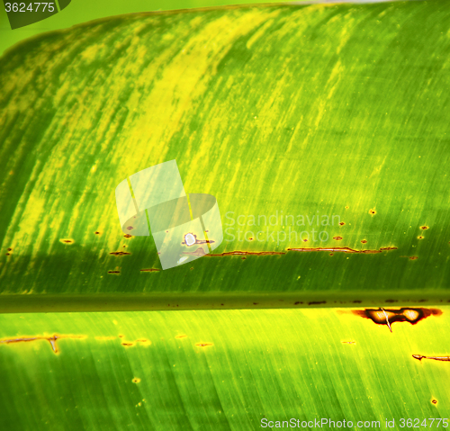 Image of  thailand in  of a  green  black   kho samui  the light  abstrac