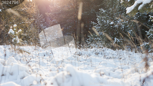 Image of Winter scene