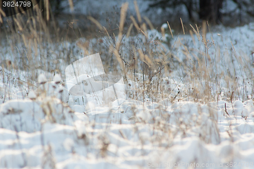 Image of Winter scene