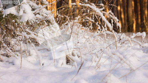 Image of Winter scene