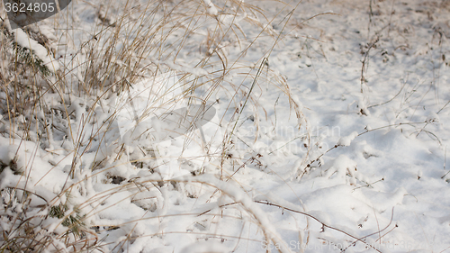 Image of Winter scene