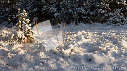 Image of Winter scene