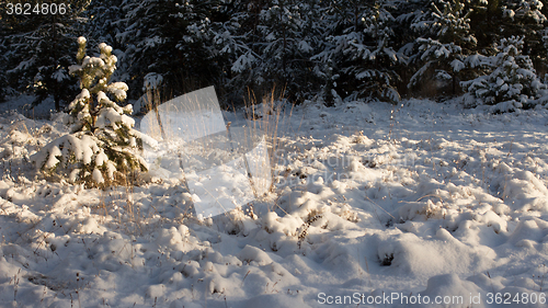 Image of Winter scene