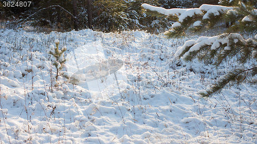 Image of Winter scene