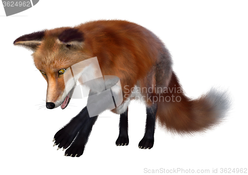 Image of Red Fox