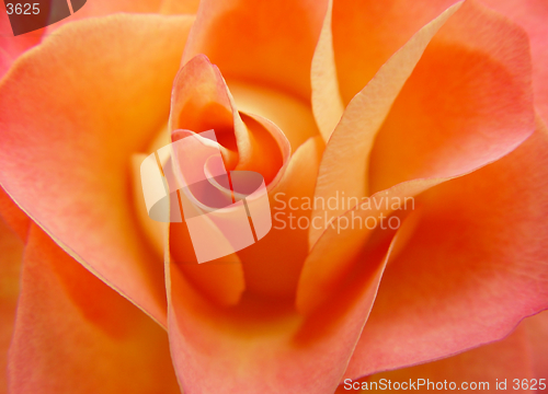 Image of orange rose