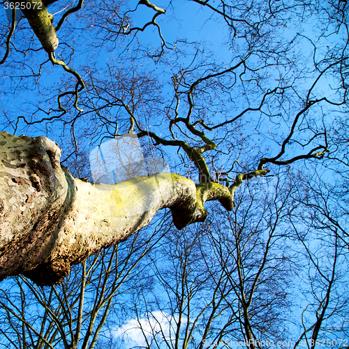 Image of park in london spring sky and old dead tree 