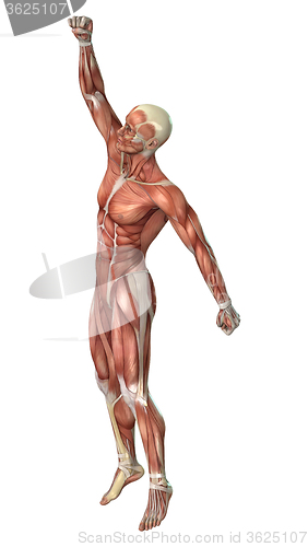 Image of Muscle Maps