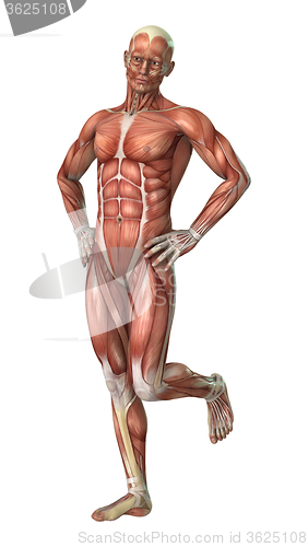 Image of Muscle Maps