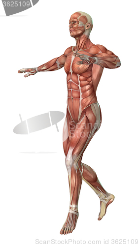 Image of Muscle Maps