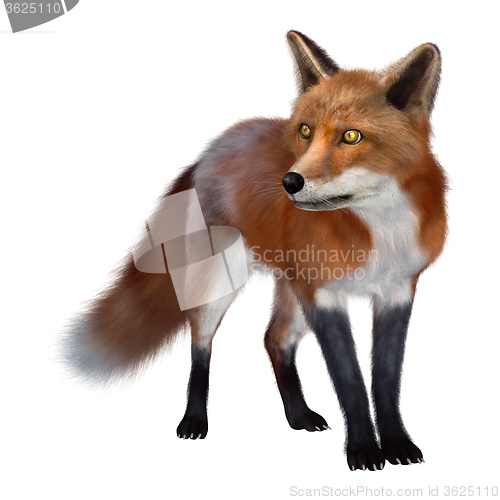 Image of Red Fox