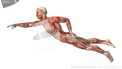 Image of Muscle Maps