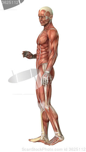 Image of Muscle Maps