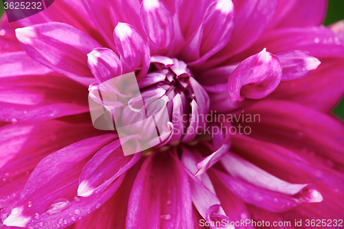 Image of dhalia purple flower