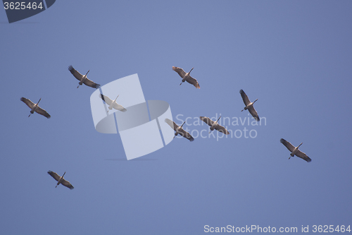 Image of Wild Geese