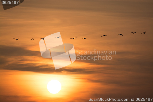 Image of Wild Geese in the Sunset