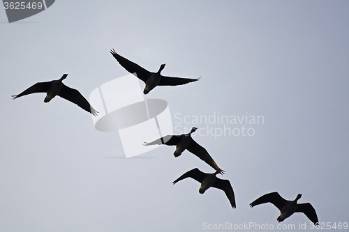 Image of Wild Geese