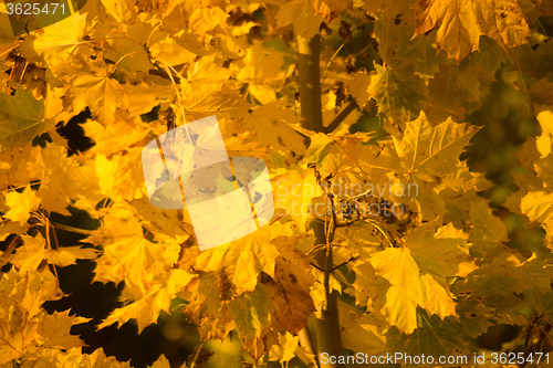 Image of Autumn Leaf