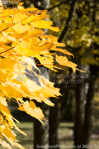 Image of Autumn Leaf