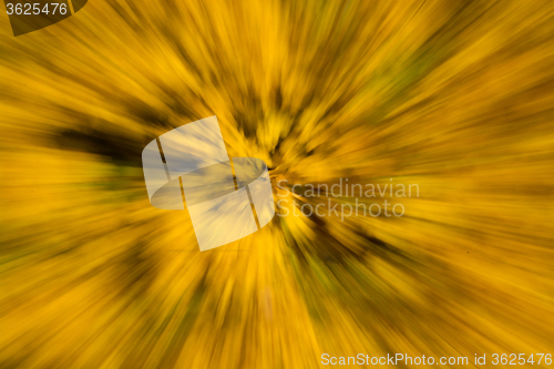 Image of Blurred Autumn Leaf