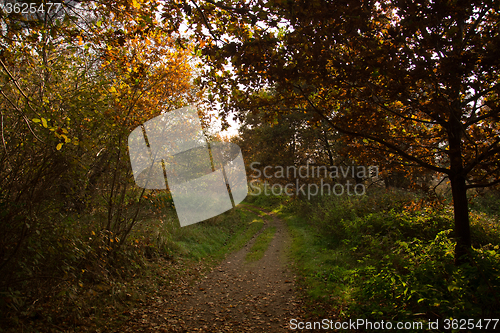 Image of Autumn Season