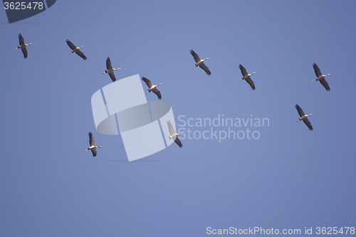 Image of Wild Geese