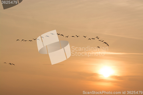 Image of Wild Geese in the Sunset