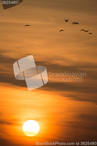 Image of Wild Geese in the Sunset