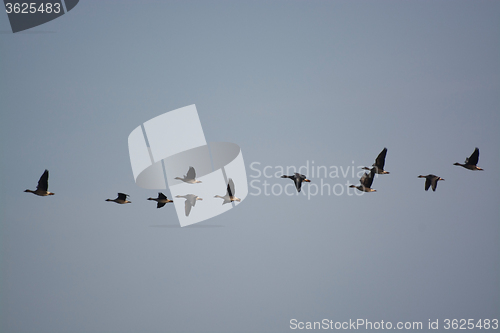 Image of Wild Geese