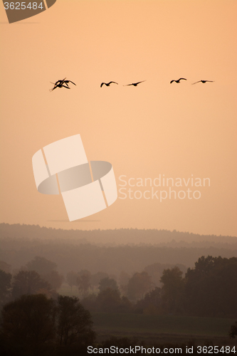 Image of Wild Geese in the Sunset