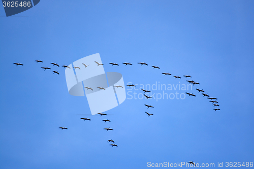 Image of Wild Geese