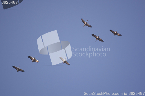 Image of Wild Geese