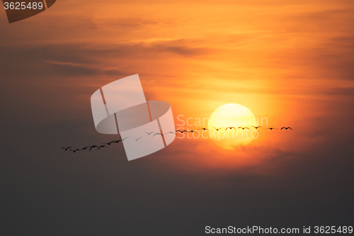 Image of Wild Geese in the Sunset