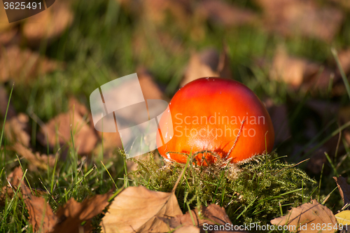 Image of Fly Agaric